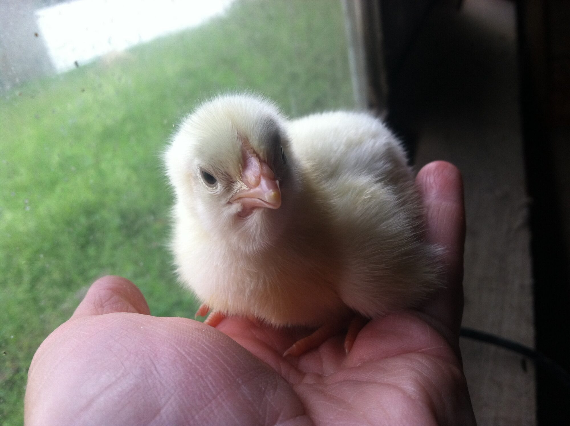 A chick in the hand...