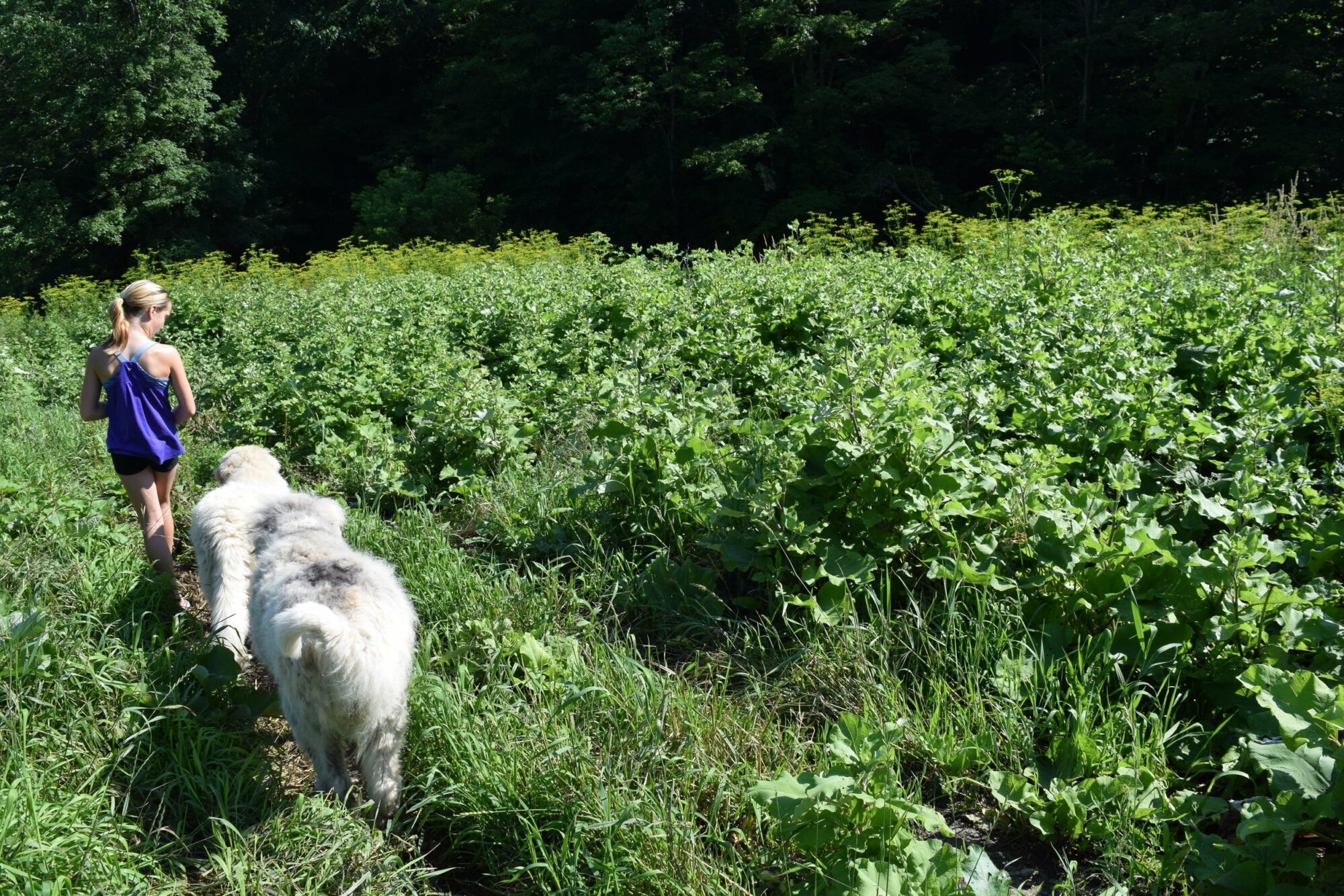 Margaret and our guardian dogs by a sea of burdock and poisonous parsnip.JPG